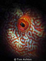 The eye of a ballan wrasse, lit with a snoot.
This shot ... by Tom Ashton 